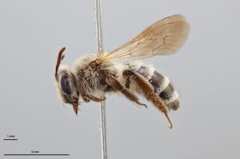 Media type: image;   Entomology 774002 Aspect: habitus lateral view